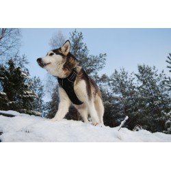 Truelove Country treeningkoera rakmed - TLH5651