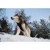 Truelove Country treeningkoera rakmed - TLH5651